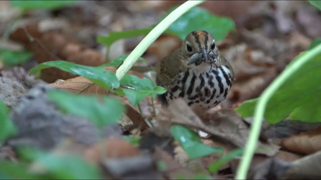 Ovenbird, 6/25/2020 (HD) 