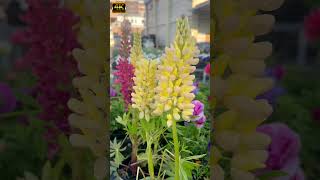 Lupin Flower | A Vibrant Floral Spectacle | #Beautiful #Lupin #Flowers #Shots
