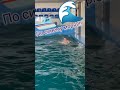 По синему морю ....Плыву я 🐬🐬🐬