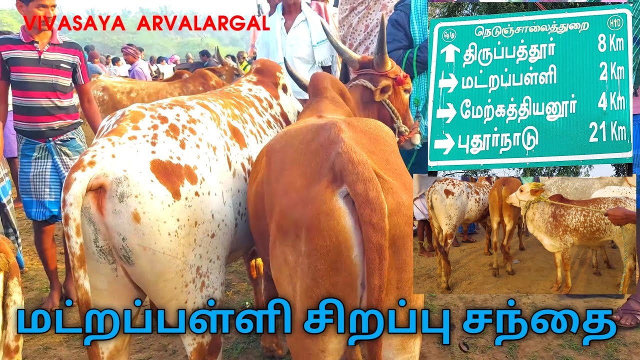 இந்த மட்றப்பள்ளி சந்தைக்கு ஒரு தனி சிறப்பு உண்டு | துவரைப்படை சேவளபடை நாட்டு மாடுகள் 