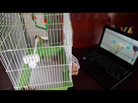 ჭორაობენ დისტანციურად