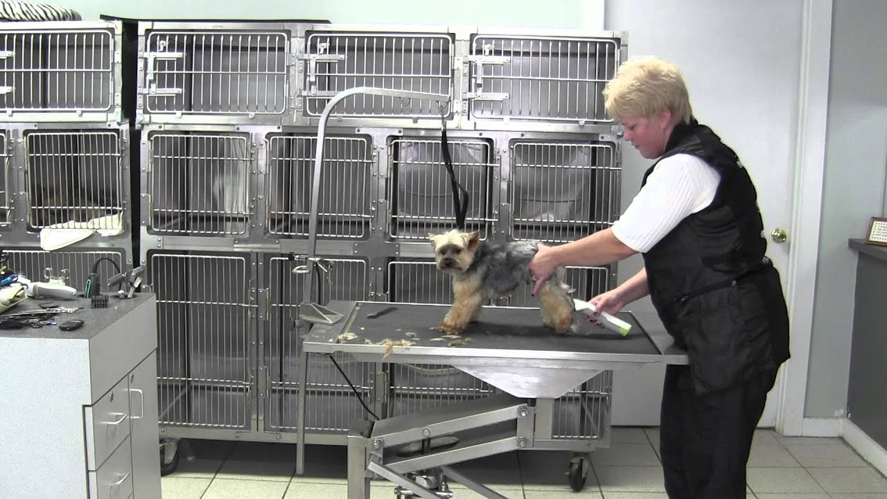 Yorkie Short Pet Trim Body First Time Over (Outline) YouTube