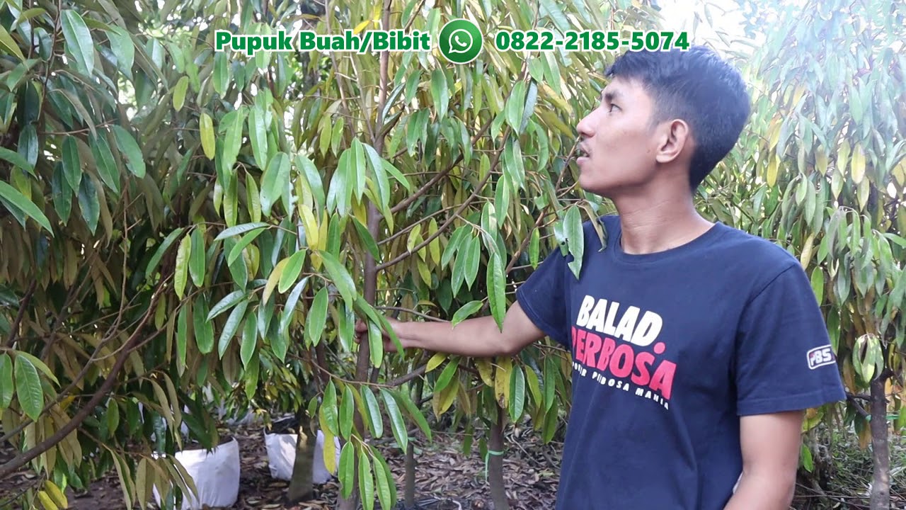 Kunci Sukses Budidaya Durian 