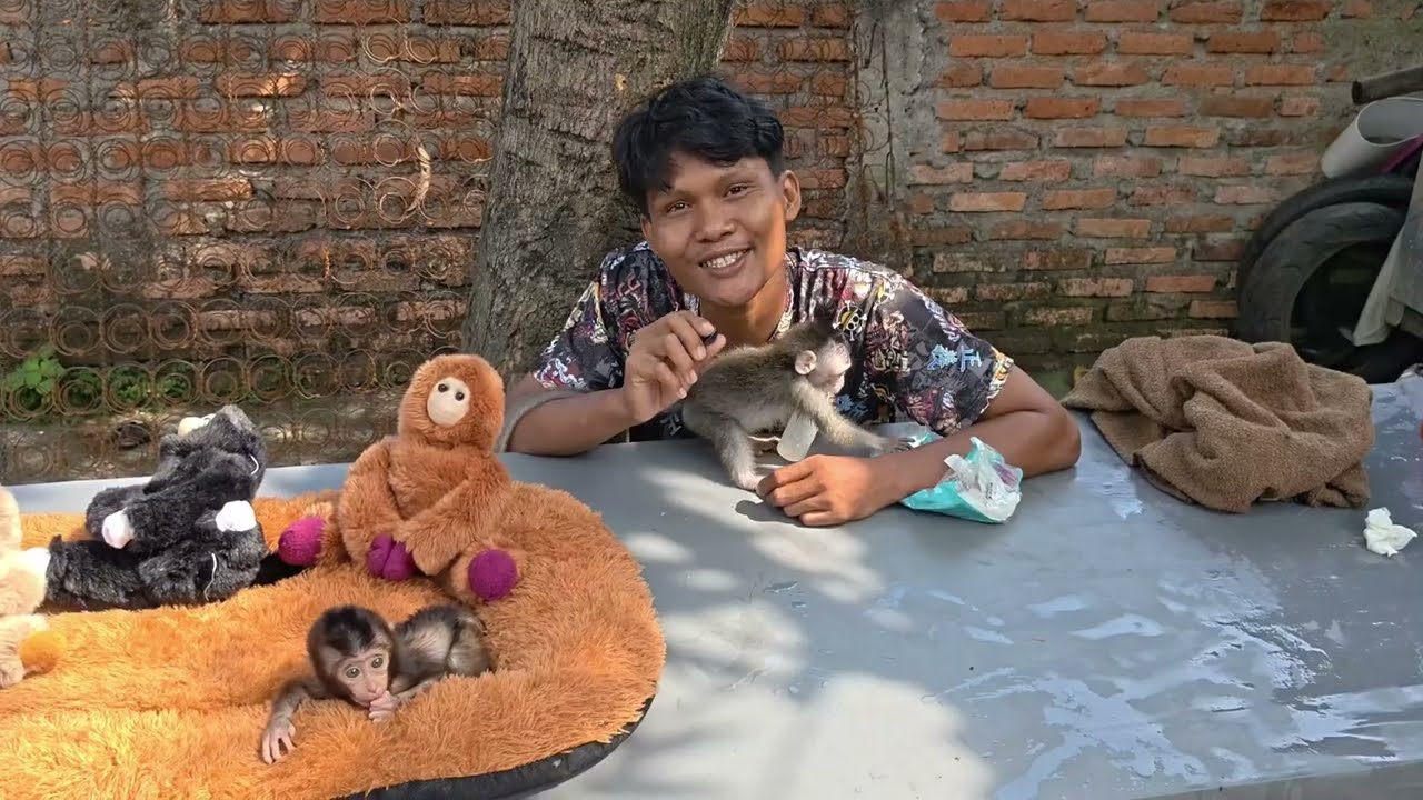 Я ЖАЛЕЮ, ЧТО ИСКУПАЛ ЭТОГО МАЛЫША ОБЕЗЬЯНКИ!!!