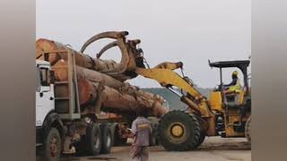 Experience Congo, Africa: Unloading of African round logs - Log tractor at work