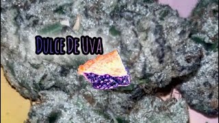 Dulce De Uva Strain Review 🥧