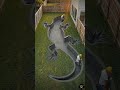 I Built a GAINT lizard Swimming Pool In Backyard🦎