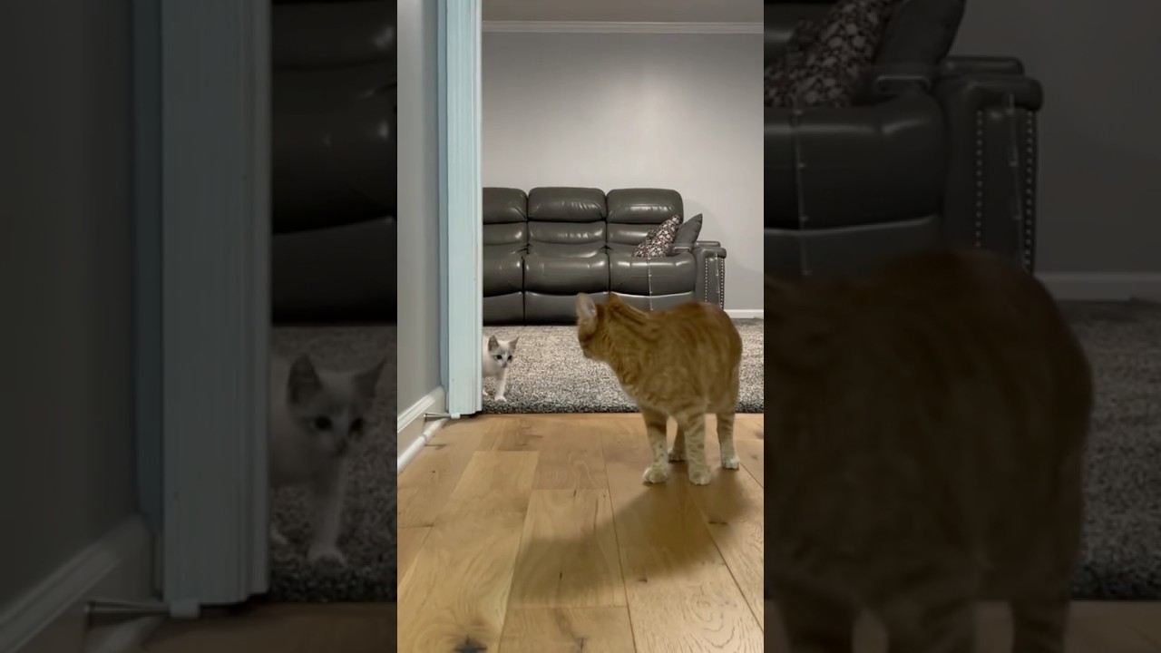 Kurt is ALL talk, ZERO bite 💀