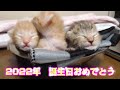 サクラ・モモ・ムギの誕生日(再放送)