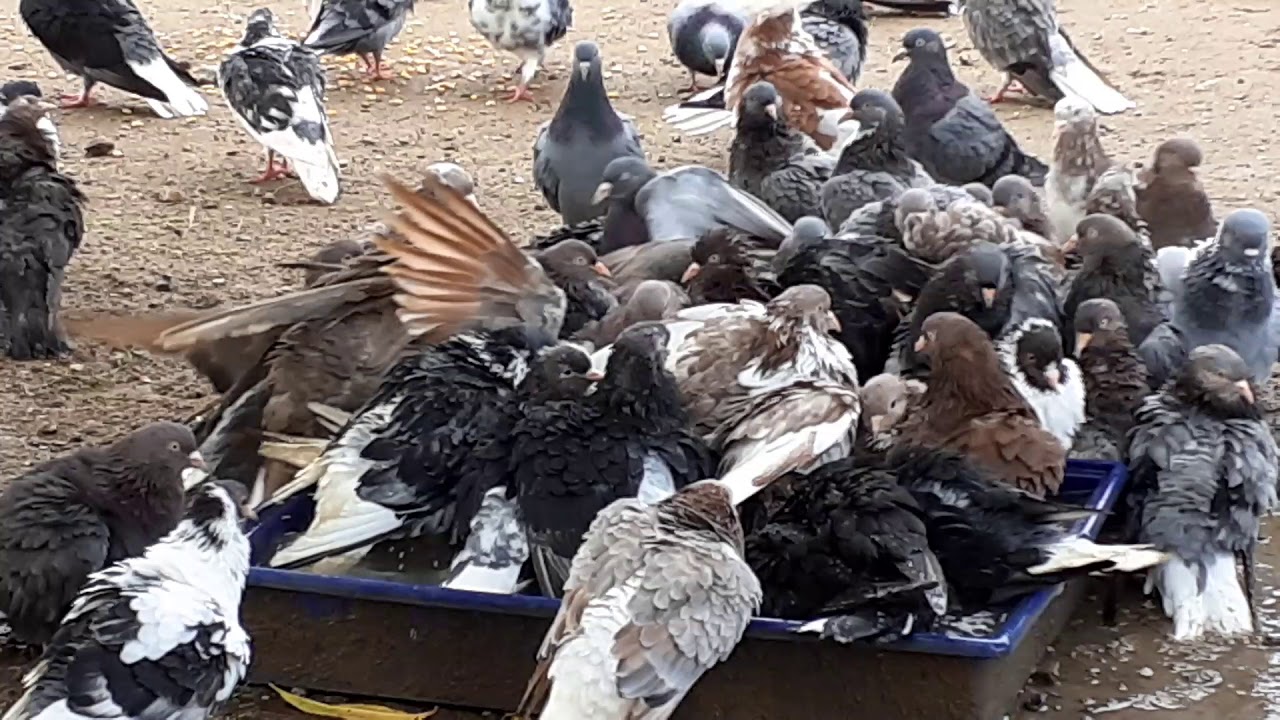 PIGEONS THEY AROUND THEIR BATHROOM IN THE BACKYARD FARMA SKYDRA.GR