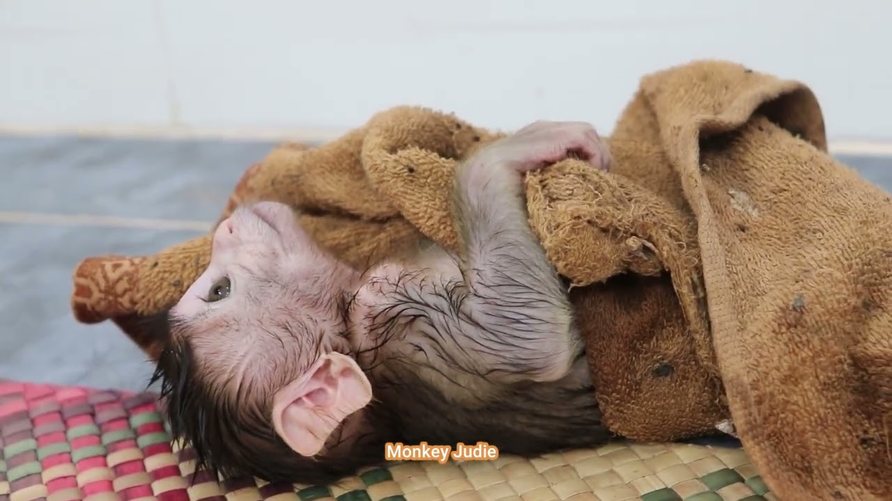 Look so miserable small baby monkey Ting Ting crying loudly and open big mouth