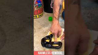 Unstick That Snake! Easy Tips For Freeing A Snake From A Glue Trap #shorts #animals