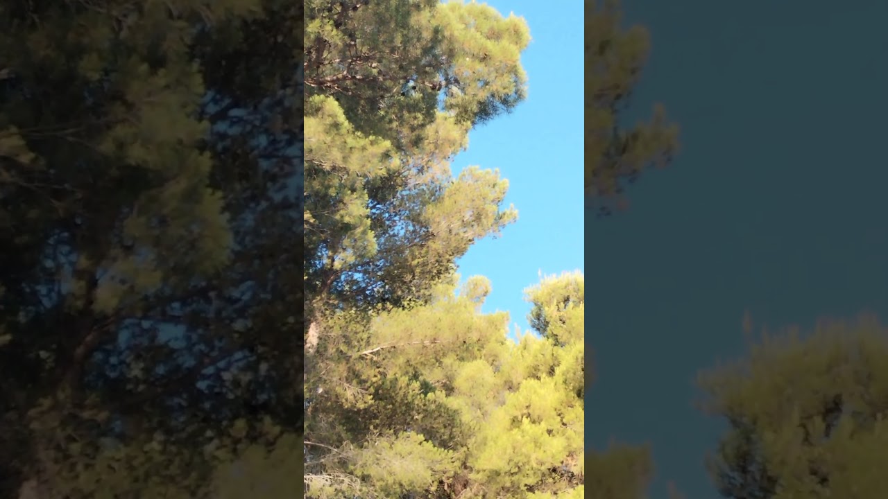 cvrčci, rano izjutra