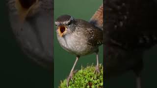 Burung Eurasian Wren Gacor