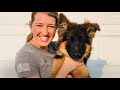 Kora | Puppy Head Start Board & Train | Valor K9 Academy -Spokane, WA Kora | Puppy Head Start Board & Train | Valor K9 Academy -Spokane, WA