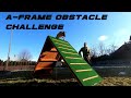 A-FRAME DOG OBSTACLE CHALLENGE Belgian Shepherd VS (lazy...) German Shepherd