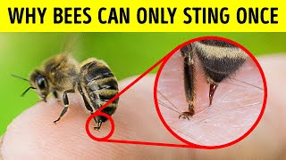 Why Bees Don't Survive After Stinging You (And Other Animal Facts)