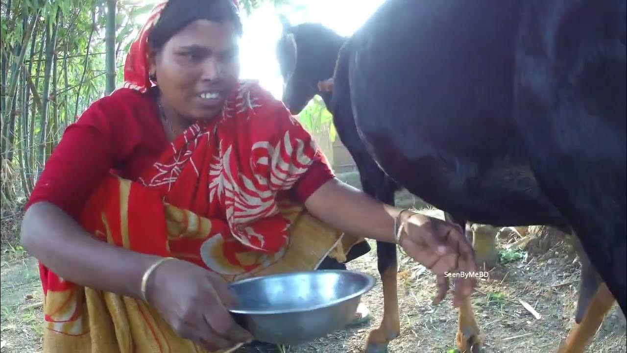 How to milk a goat by hand Milking goat by woman Traditional way to
