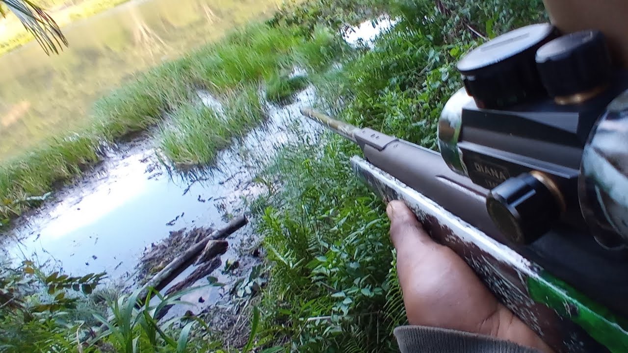 CAÇADA AS CAIPIVARA NA LAGOA PASSO A PASSO.. ENCONTREI UMA ESPERA BOA DE CUTIA