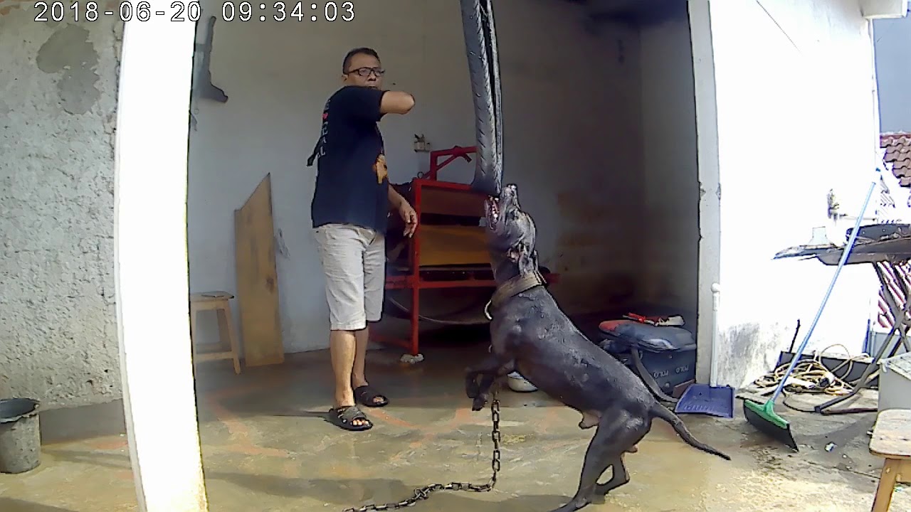 Pitbull Training 3 YouTube