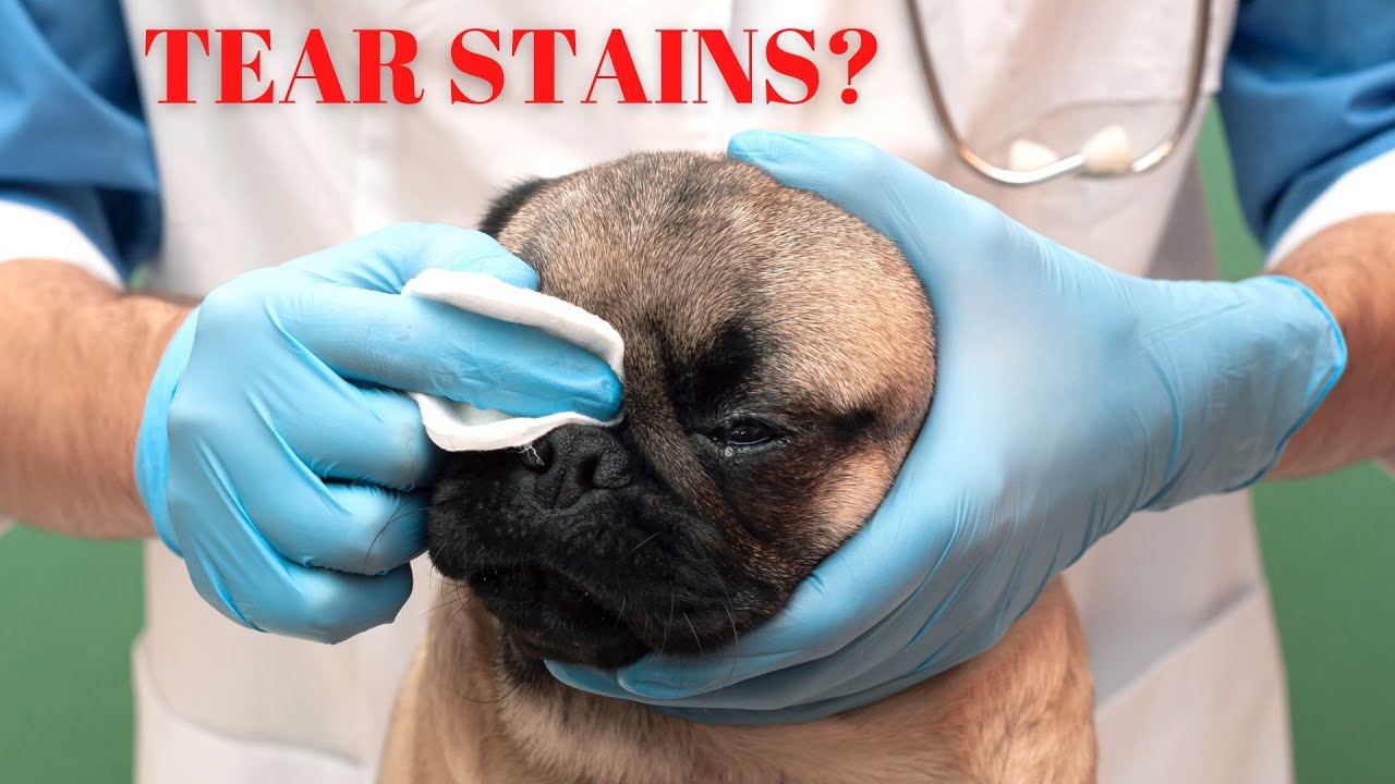Dog Eye Care Safety and Tear Staining Featuring Dr. Alex Schecter DVM