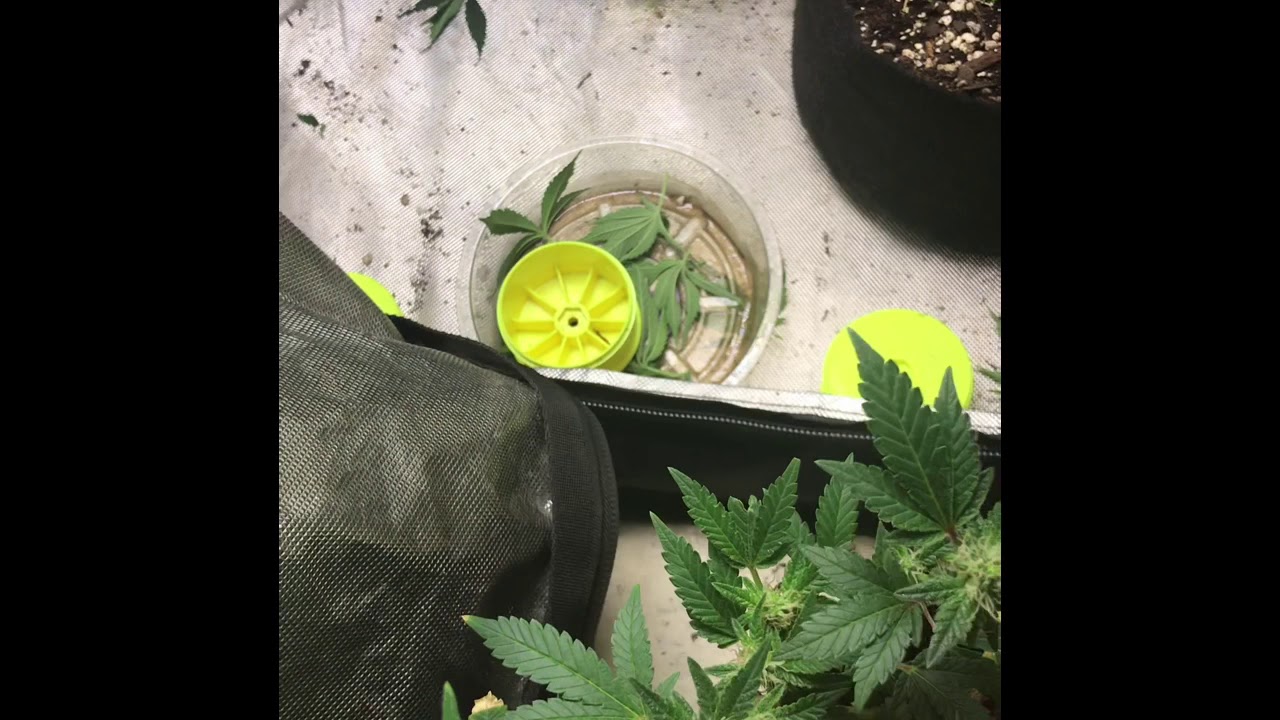 Gsc girl Scout cookies week 4  organic grow Bonsai LST project Mars hydro advance nutrient