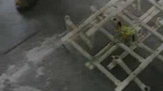 Cheap Hexapod , Ingenious Legged Robot Using Pvc Pipes