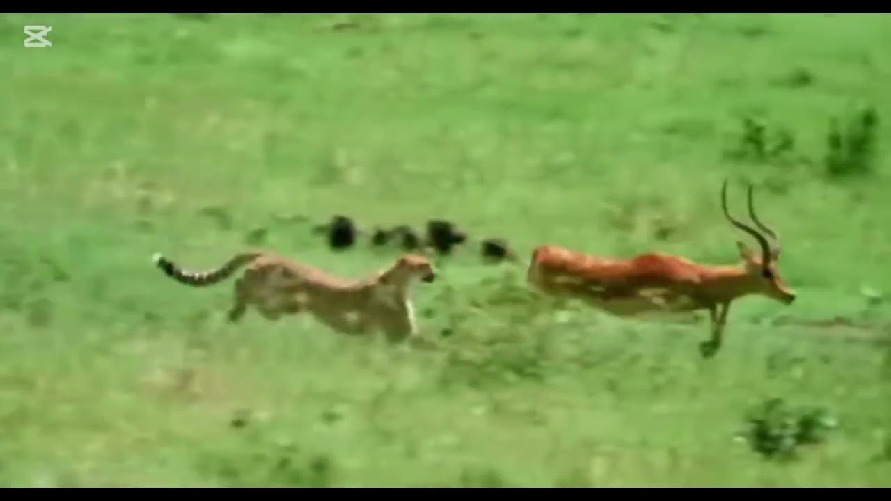 Cheetah said "if I miss, you crash"