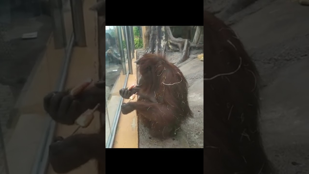 Orangutan Frozen Fruit Treat.