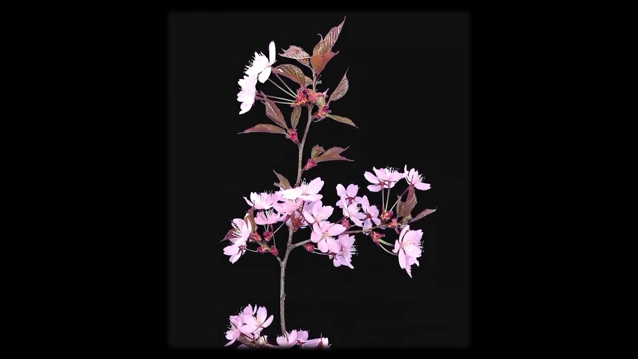 [FREE] Josman Type Beat - "Sakura"