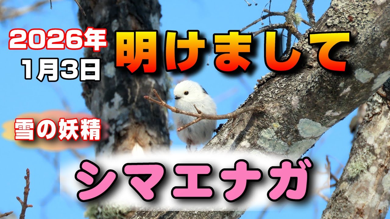 明けまして シマエナガ　2026年1月3日