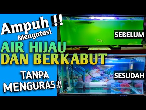 Video: Mengapa Air Di Akuarium Berubah Menjadi Hijau?