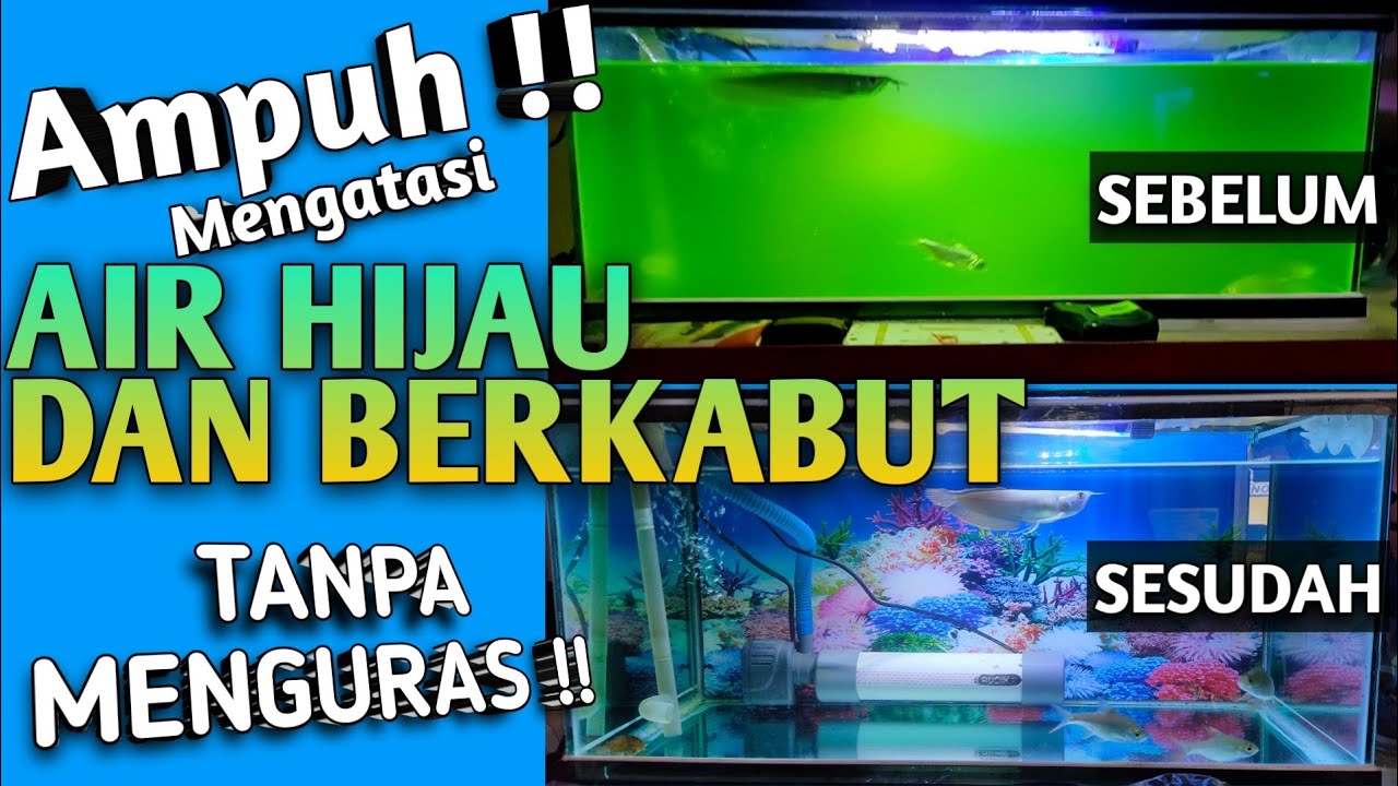AIR AQUARIUM MENJADI HIJAU || CARA MENGATASI AIR AQUARIUM HIJAU
