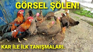 Renkli̇ Li̇gori̇nler Beyaz Li̇gori̇n Kadar Yumurtaci Mi ? İşte Deneyi̇m.