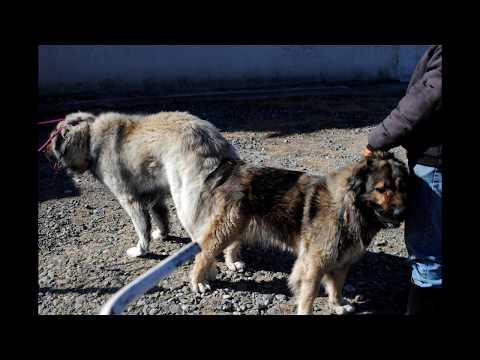 ვიდეო: მშიშარა ძაღლის გამბედაობას უნდა ვუყუროთ?