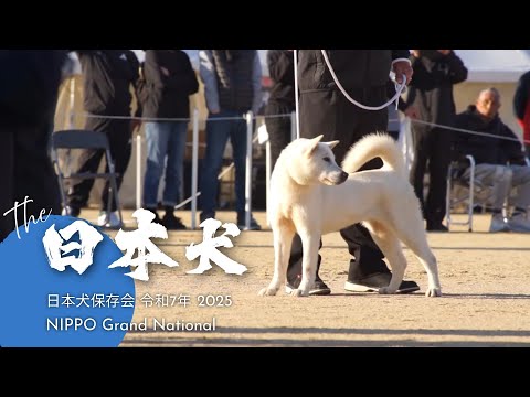 BOB & BIS: NIHON KEN HOZONKAI NIPPO Grand National 2025 令和7年度