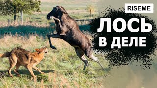 ЛОСЬ - Рогатый Убийца Нападающий на МЕДВЕДЕЙ и СОБАК! Лось в деле!