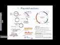 Plasmid as a cloning vector