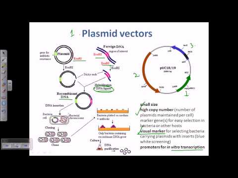 Video: Plazmidės klonavimo vektoriuje?