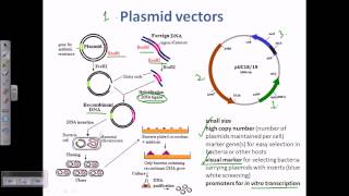 Plasmid as a cloning vector