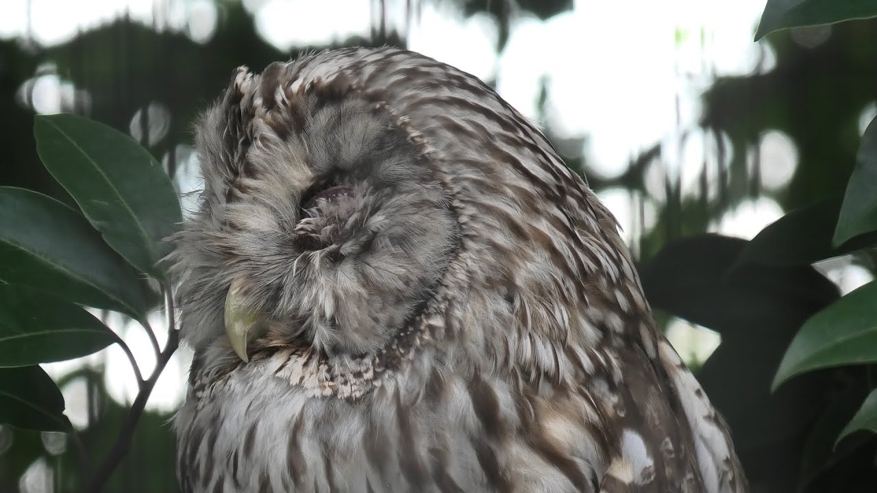 Ural owl hondoensis (TOBU ZOO, Saitama, Japan) September 18, 2020