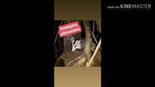 Gambá De Orelha Branca Didelphis Albiventris