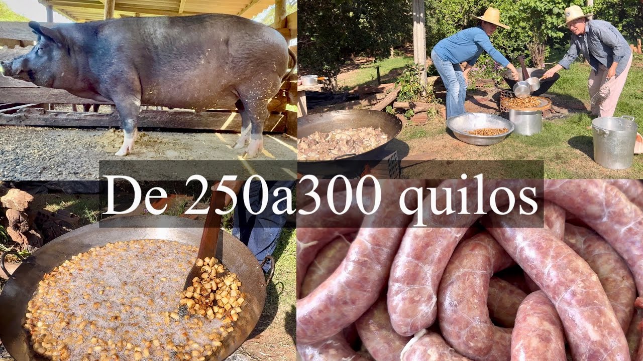 Um porco caipira🐖 gigante 100 Lts de banha muita carne de lata torresmo e linguiça fartura na roça…