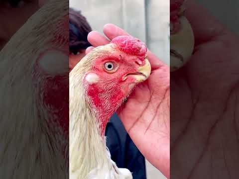 دجاج الاذناب الهندي لايك اشتراك بالقناه ليصلك كل جديد يوتيوب طيور الزينة العراق دجاج زينه دجاج
