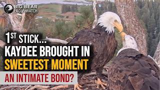 Kaydee’s 1st Stick to the Nest…They Grew More Intimate…Sweetest Beaky Kisses | Big Bear Eagle Watch