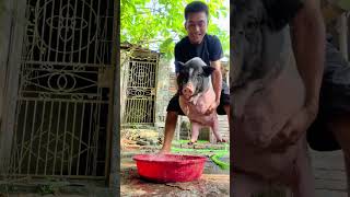 Hungry Piglets Waiting for Feed 🐷 | Farm Feeding Time Madness!