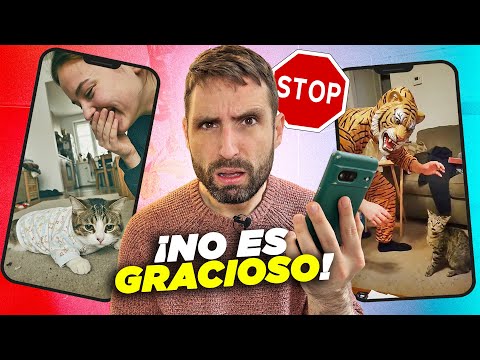 VETERINARIO REACCIONANDO a vídeos virales con gatos 🐱📱¡No le hagas esto a tu gato!