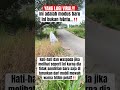 Kang dedi mulyadi‼️Modus pura-pura jadi H4ntu #viral #trending #shorts