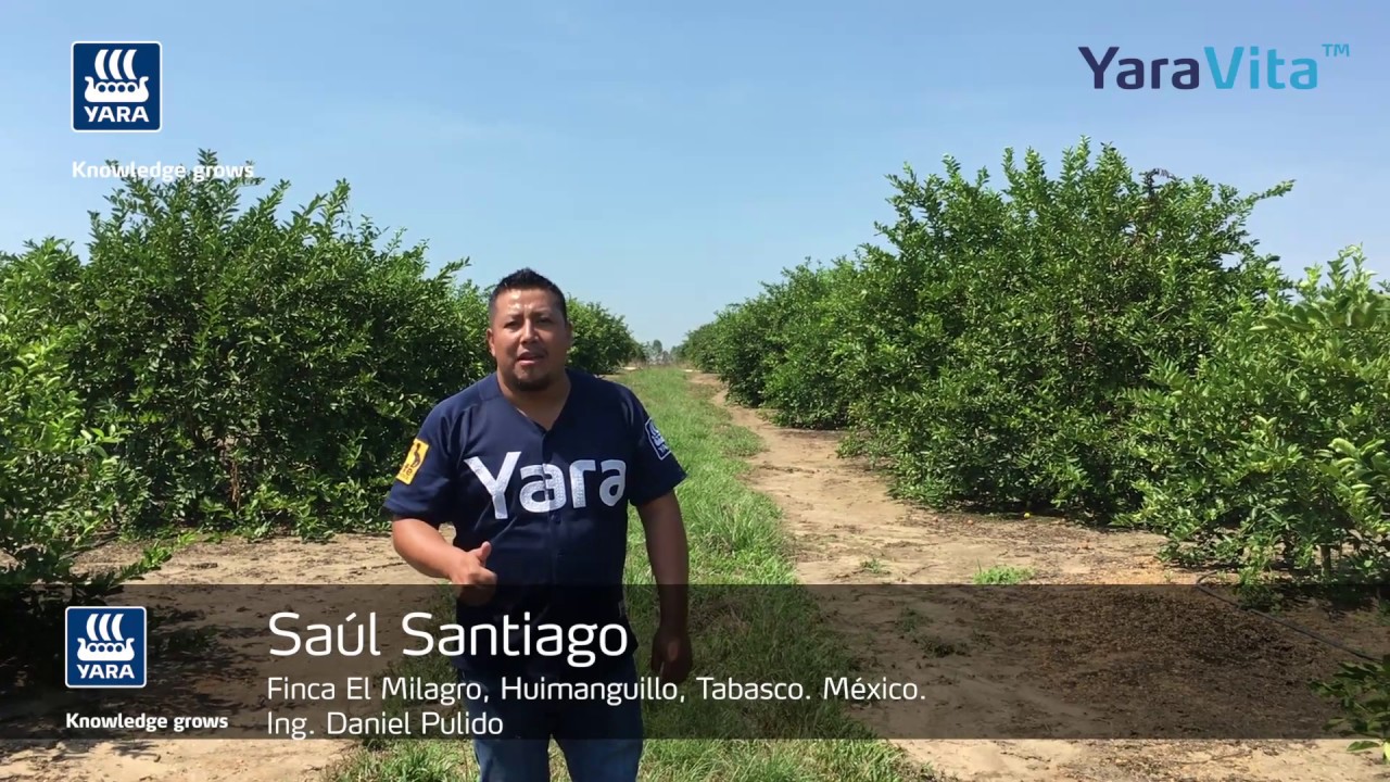 Aplicación de YaraVita en el cultivo de Lima Persa