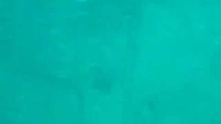 Pegasus Shipwreck Scuba Dive Part 4 of 4